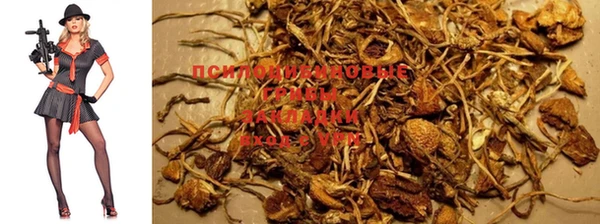 PSILOCYBIN Абаза
